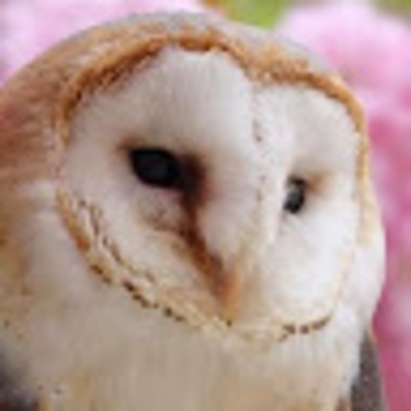 Meet your Posher, Wildinparadise - Picture 1 of 1